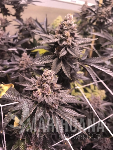 Tropicanacookies (1).jpg