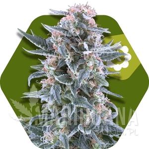 Blueberry Auto - ZAMBEZA SEEDS