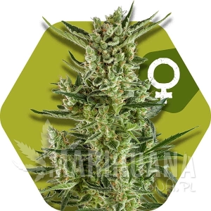 Blueberry Cheese - ZAMBEZA SEEDS