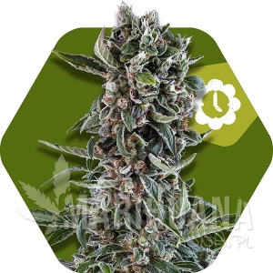 Blueberry Cheese Auto - ZAMBEZA SEEDS