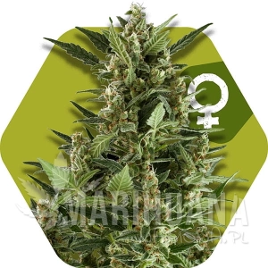 Green AK XL - ZAMBEZA SEEDS
