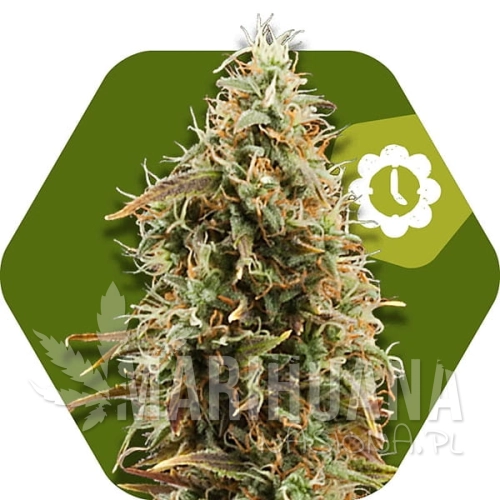 green-ak-xl-autoflowering.jpg