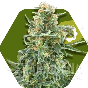 Little Dwarf Auto - ZAMBEZA SEEDS