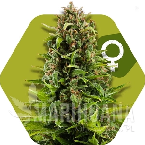 NYC Diesel - ZAMBEZA SEEDS
