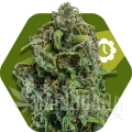 nyc-diesel-autoflowering.jpg
