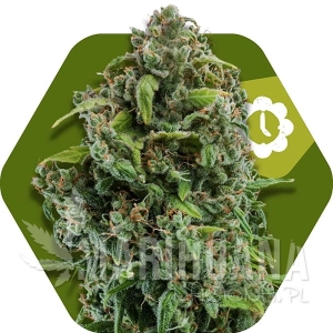 NYC Diesel Auto - ZAMBEZA SEEDS
