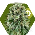 og-bubble-gum-autoflowering.jpg