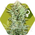 power-kush.jpg