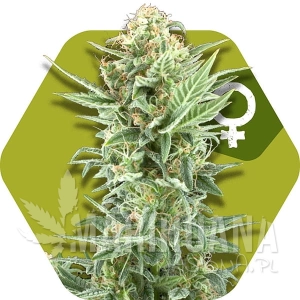 Power Kush - ZAMBEZA SEEDS