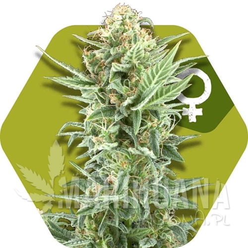 power-kush.jpg