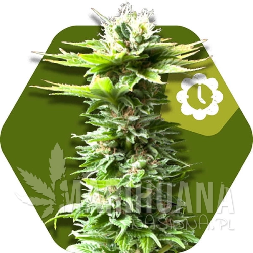 power-kush-autoflowering.jpg