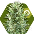 vanilla-ice-autoflowering.jpg