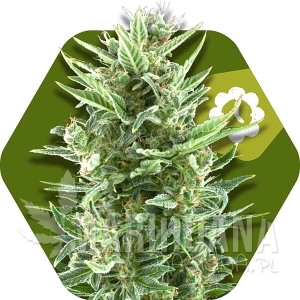 Vanilla Ice Auto - ZAMBEZA SEEDS