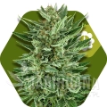white-cheese-autoflowering.jpg