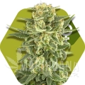 white-cheese-fast-flowering.jpg