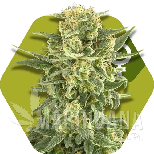 white-cheese-fast-flowering.jpg