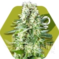 white-widow-xl.jpg