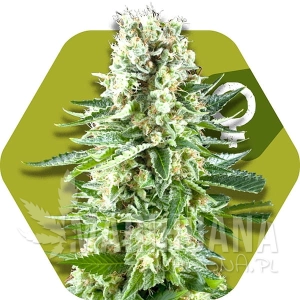 White Widow XL - ZAMBEZA SEEDS