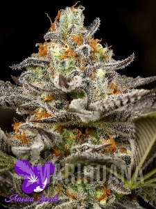 Sleepy Joe - ANESIA SEEDS