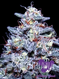 Hyper Glue - ANESIA SEEDS