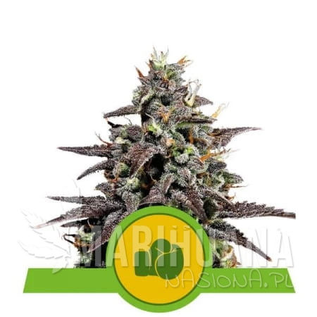 450px_purple-punch-automatic_webp.jpg