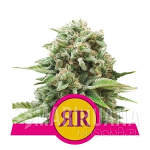 Royal Runtz - ROYAL QUEEN SEEDS