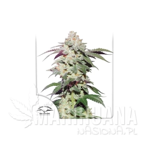 Skywalker Haze - DUTCH PASSION