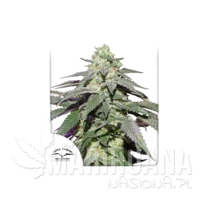 Auto Skywalker Haze - DUTCH PASSION