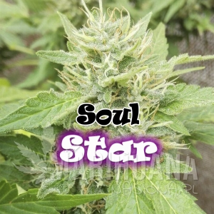 Soul Star - DR UNDERGROUND