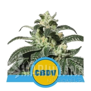 Royal CBDV Auto - ROYAL QUEEN SEEDS