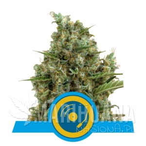 Joanne's CBD - ROYAL QUEEN SEEDS