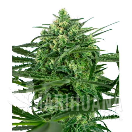 450px_feminizowane-sensi-amnesia-xl.png