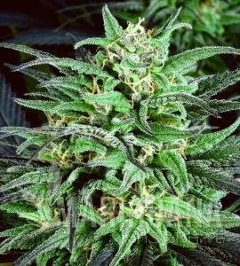 Biddy Early #2 Fast - BIOGENETIC