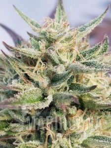 Critical Fast - BIOGENETIC