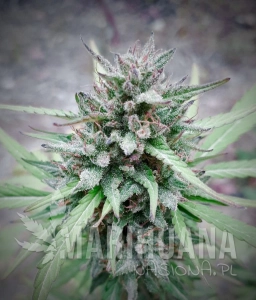 Green Poison Fast - BIOGENETIC