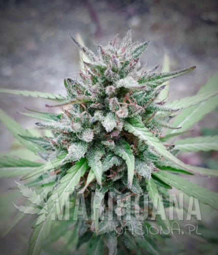 Green-Poison-Fast-768x898.jpg