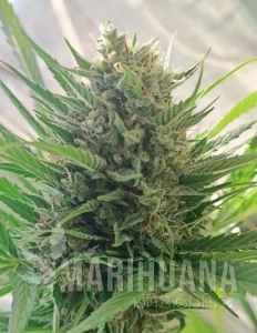 KC33 Fast - BIOGENETIC