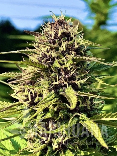 OG-KUSH-OUT-768x1024.jpg