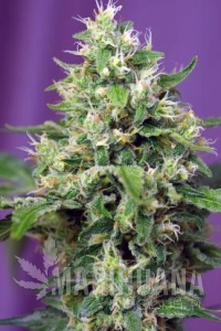Big Devil #2 Auto - BIOGENETIC