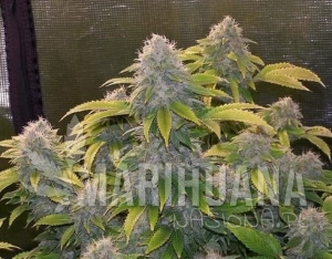 Bruce Banner Auto - BIOGENETIC