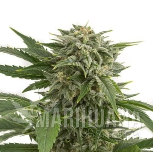 Bubba Kush Auto - BIOGENETIC