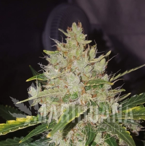 Gorilla Cookies Auto - BIOGENETIC
