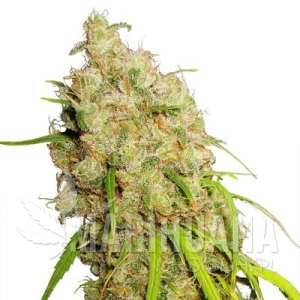 Lemon Zkittlez Auto - BIOGENETIC