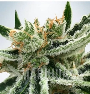 Mandarinian Haze Auto - BIOGENETIC