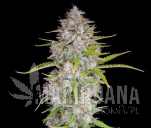 Orange Sherbert Auto - BIOGENETIC