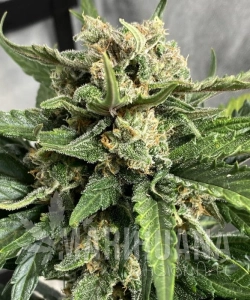 Crystal Meth Auto - BIOGENETIC