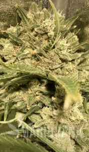 Durban Poison x Passion - BIOGENETIC