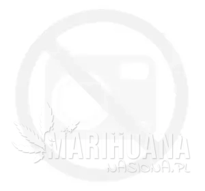 Lemon Haze Fast Version